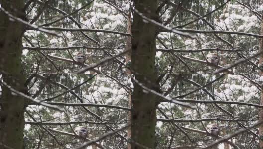 欧亚松鸦坐在冷杉树枝上。冬天森林里五颜六色的鸟高清在线视频素材下载