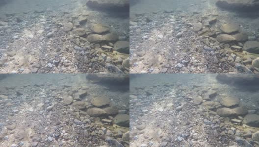 从河里面，鱼游泳和河底高清在线视频素材下载