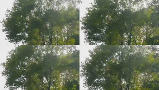 绿树在暴风雨中弯曲高清在线视频素材下载