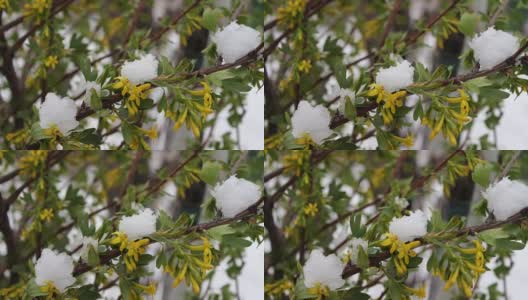 罕见的现象。在春天雪。白雪覆盖的开花树的树枝。雪的花。气候变化高清在线视频素材下载