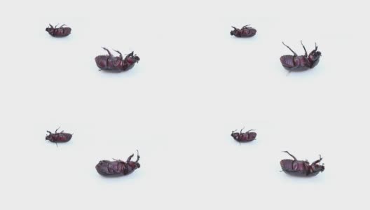 甲虫在孤立的白色背景高清在线视频素材下载