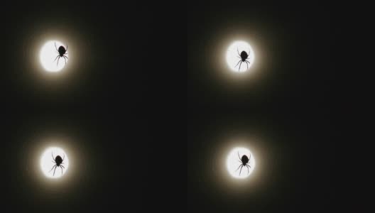 月光下的蜘蛛高清在线视频素材下载