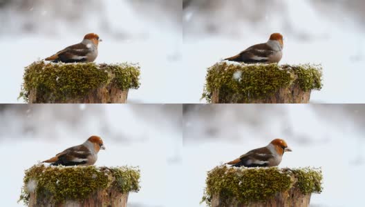 霍芬奇坐在雪下的喂鸟器上吃着种子。高清在线视频素材下载