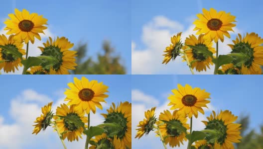 Flowers of sunflowers高清在线视频素材下载
