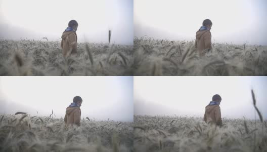 日出时分，男孩走在麦田上，麦田里弥漫着薄雾高清在线视频素材下载