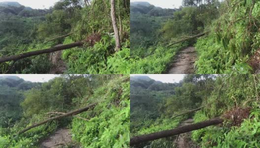 2018年9月16日，超强台风“山竹”登陆中国后，连根拔起的树木挡住了登山小径高清在线视频素材下载