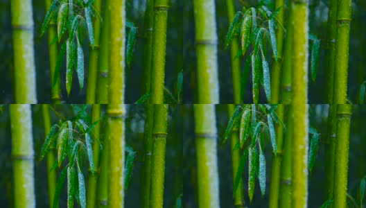 雪花飘落在竹枝上的慢镜头高清在线视频素材下载