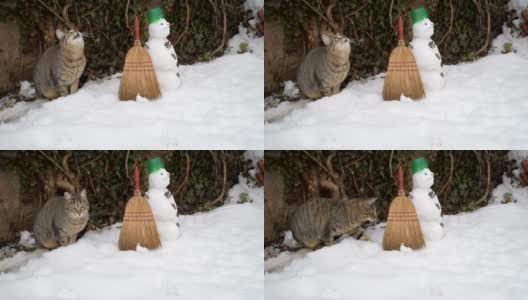 虎斑猫和雪人高清在线视频素材下载