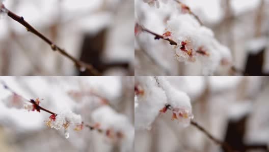 一种罕见的现象。在春天雪。白雪覆盖着的开花苹果树的树枝。雪的花。气候变化高清在线视频素材下载