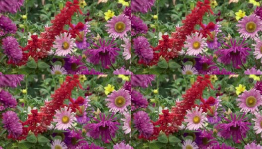 蜜蜂在秋天的花园里飞翔高清在线视频素材下载