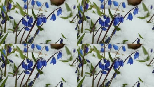 蓝色的报春花冻在白雪里高清在线视频素材下载