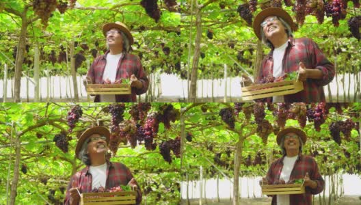 4K微笑亚洲资深男子农民在阳光明媚的日子里，抱着成熟的有机葡萄在木盒子里，走在悬挂的葡萄藤花园。快乐的老年男性园丁准备在葡萄园收获葡萄高清在线视频素材下载