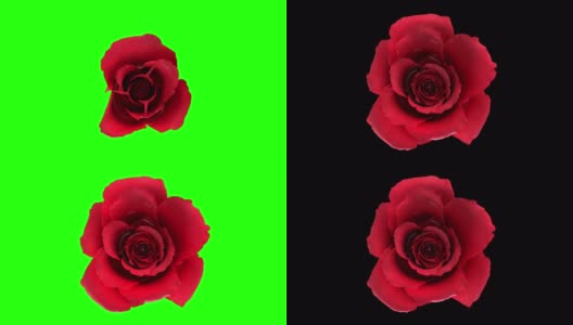 盛开的红玫瑰花与分离阿尔法通道掩膜在4K高清在线视频素材下载