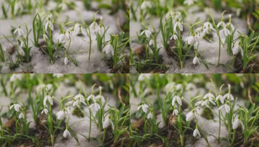 新鲜的雪花莲盛开在阳光明媚的春天和快速融化的雪在绿色草地上高清在线视频素材下载