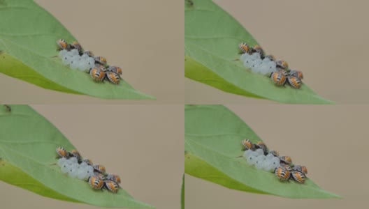 幼小的盾虫从卵中孵化。高清在线视频素材下载