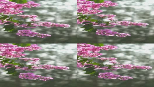 紫花或紫薇随风运动的缓慢运动。高清在线视频素材下载