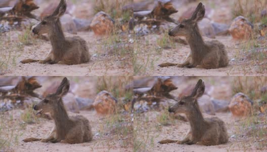 小鹿在犹他州锡安国家公园躺着等待他的母亲高清在线视频素材下载