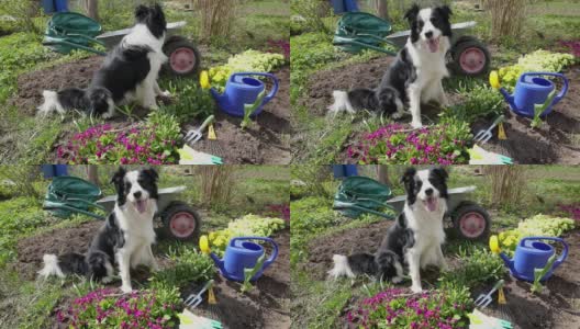 户外肖像可爱的狗边境牧羊犬与浇水罐和花园手推车在花园的背景。有趣的小狗作为园丁取喷壶灌溉。园艺和农业概念高清在线视频素材下载