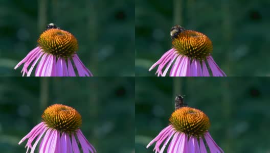 大黄蜂从蓝色花朵上采集花蜜高清在线视频素材下载
