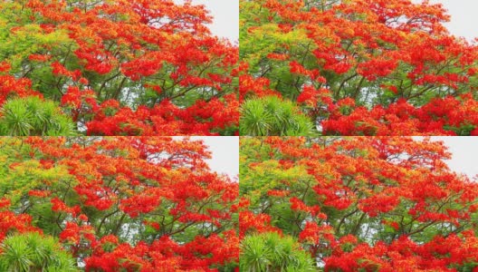 夏天，火红的树在公园的顶部盛开高清在线视频素材下载