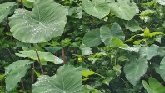 雨季雨淋在凤梨叶上的美景，热带雨淋之美。高清在线视频素材下载