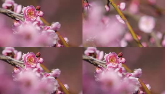 粉色的梅花。粉色的梅花绽放。高清在线视频素材下载