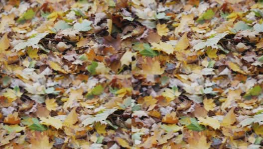 秋天的时间。枫树上黄色和橙色的干叶子在微风中摇摆高清在线视频素材下载