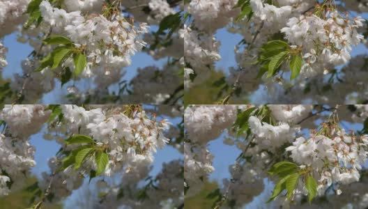 公园里一棵花密的樱桃树高清在线视频素材下载