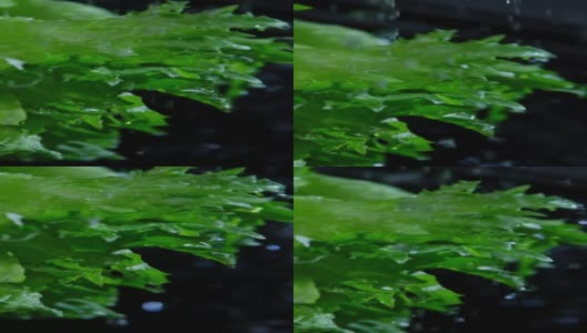 水珠落在莴苣叶子上高清在线视频素材下载