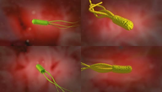 幽门螺旋杆菌耐酸的三维动画高清在线视频素材下载