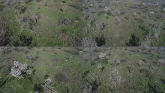 无人机在花丛中飞行高清在线视频素材下载