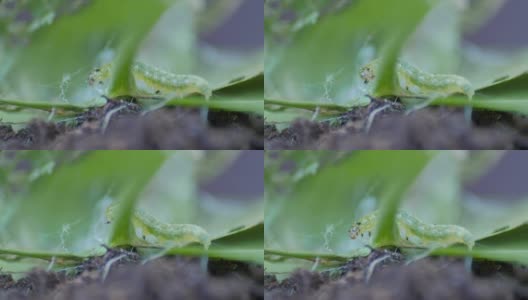 黄指虫包括绿叶、大叶黄豆绿毛虫高清在线视频素材下载