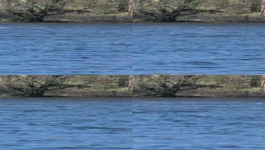 春天苏格兰湖中的流水高清在线视频素材下载