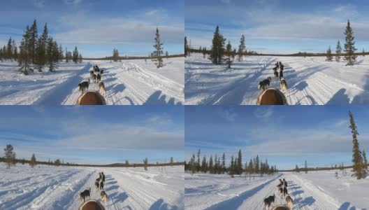 狗拉着雪橇穿过冬天的风景高清在线视频素材下载