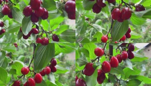 在晴朗的夏天，成熟的山茱萸果实的特写镜头。园艺的概念高清在线视频素材下载