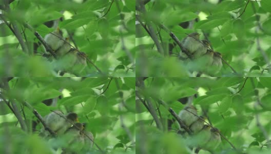 白俄罗斯普通糠(Phylloscopus collybita)对雏鸟的摄食高清在线视频素材下载