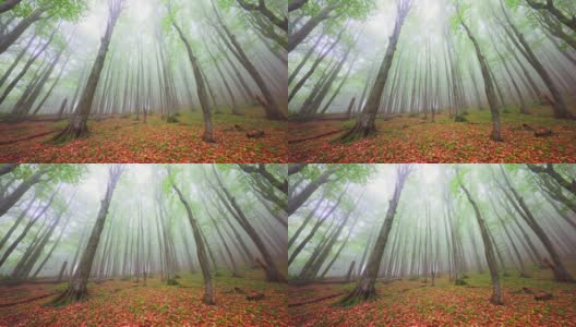 神秘的森林。秋天的树林在雾中高清在线视频素材下载