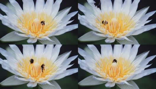 时光流逝蜜蜂采集花蜜高清在线视频素材下载