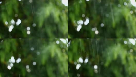 落下的雨和树的背景高清在线视频素材下载