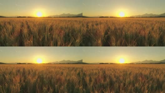 航拍:意大利风景秀丽的托斯卡纳，金色的夕阳照在广阔的麦田上高清在线视频素材下载
