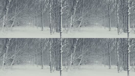 冬天的树结构。景观与飘落的雪。高清在线视频素材下载