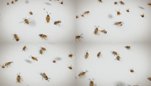 黄蜂在白色背景，循环动画高清在线视频素材下载