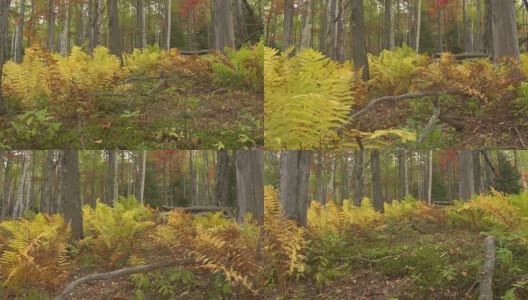 近距离观察:黄色的蕨类植物在华丽的秋天树叶的森林地面高清在线视频素材下载