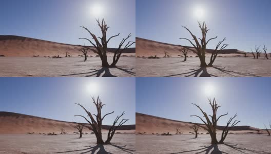 在Sossusvlei，用平移镜头拍摄树影和太阳落在一棵死树后面高清在线视频素材下载