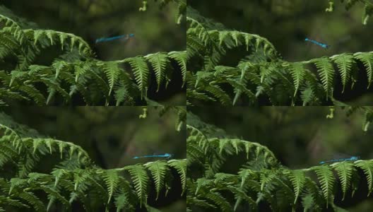 森林中蕨类植物上的蜻蜓高清在线视频素材下载