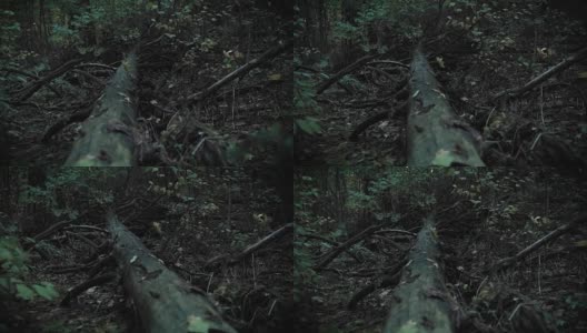 地上的一棵树，一幅神秘的图画，夏夜的森林，大自然，一段恐怖电影的视频高清在线视频素材下载