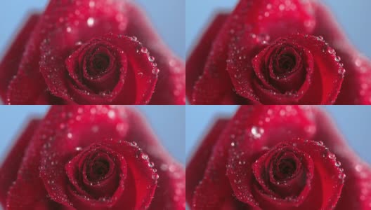 雨滴滴在玫瑰上的特写高清在线视频素材下载