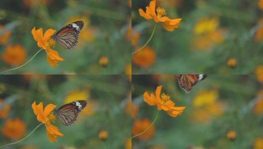 橙花上的蝴蝶慢镜头高清在线视频素材下载