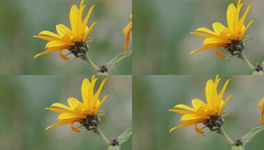 菊芋的花(Helianthus tuberosus高清在线视频素材下载