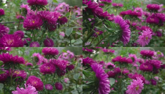 花园里开着粉红色和紫色的大花高清在线视频素材下载